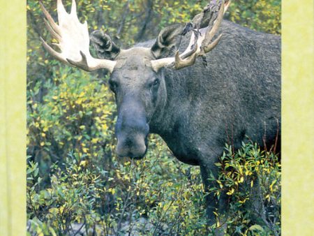 Älgpass och kolbottnar - Viltfakta från nordisk natur Supply